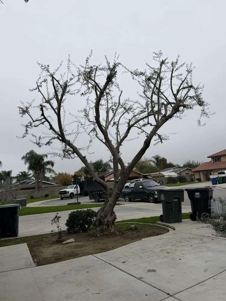 Professional landscape design in Bakersfield, CA - Grey Elder