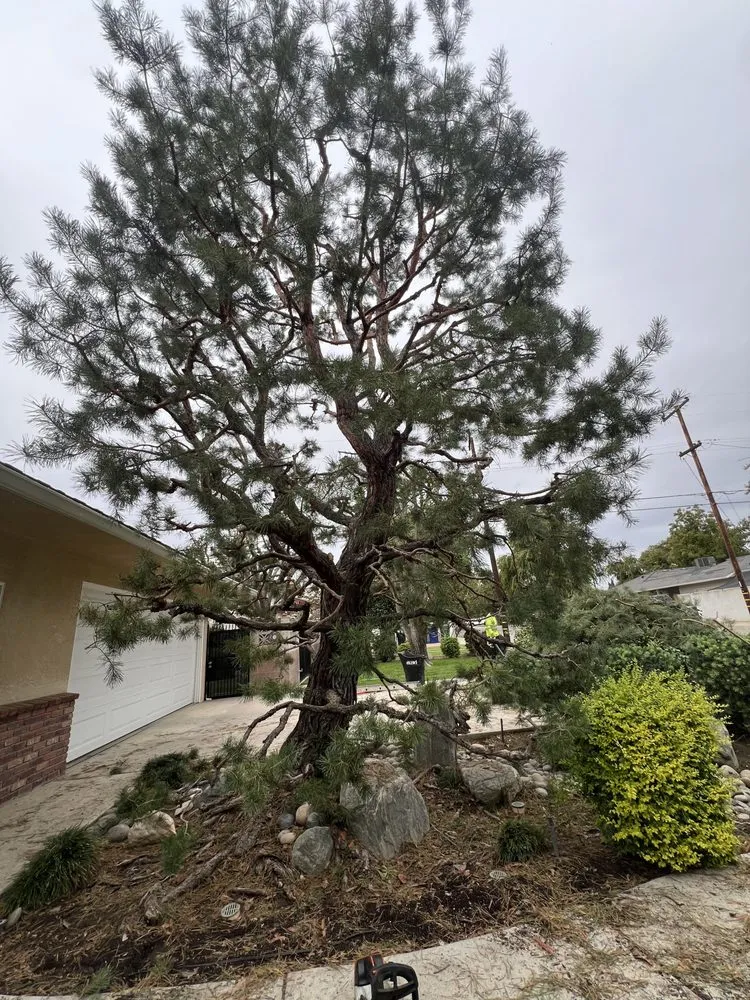 Reliable landscape design with custom design in Bakersfield, CA by Grey Elder