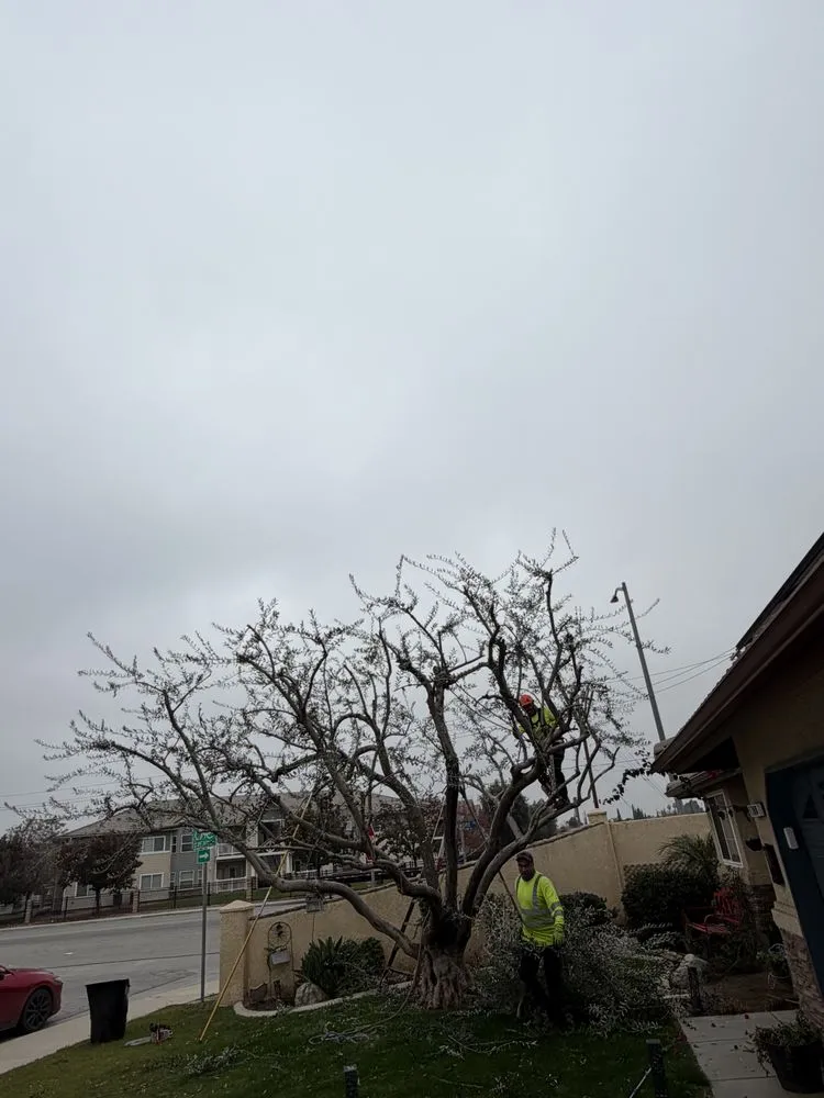 Reliable lawn mowing service for residential properties across Bakersfield, CA - Grey Elder