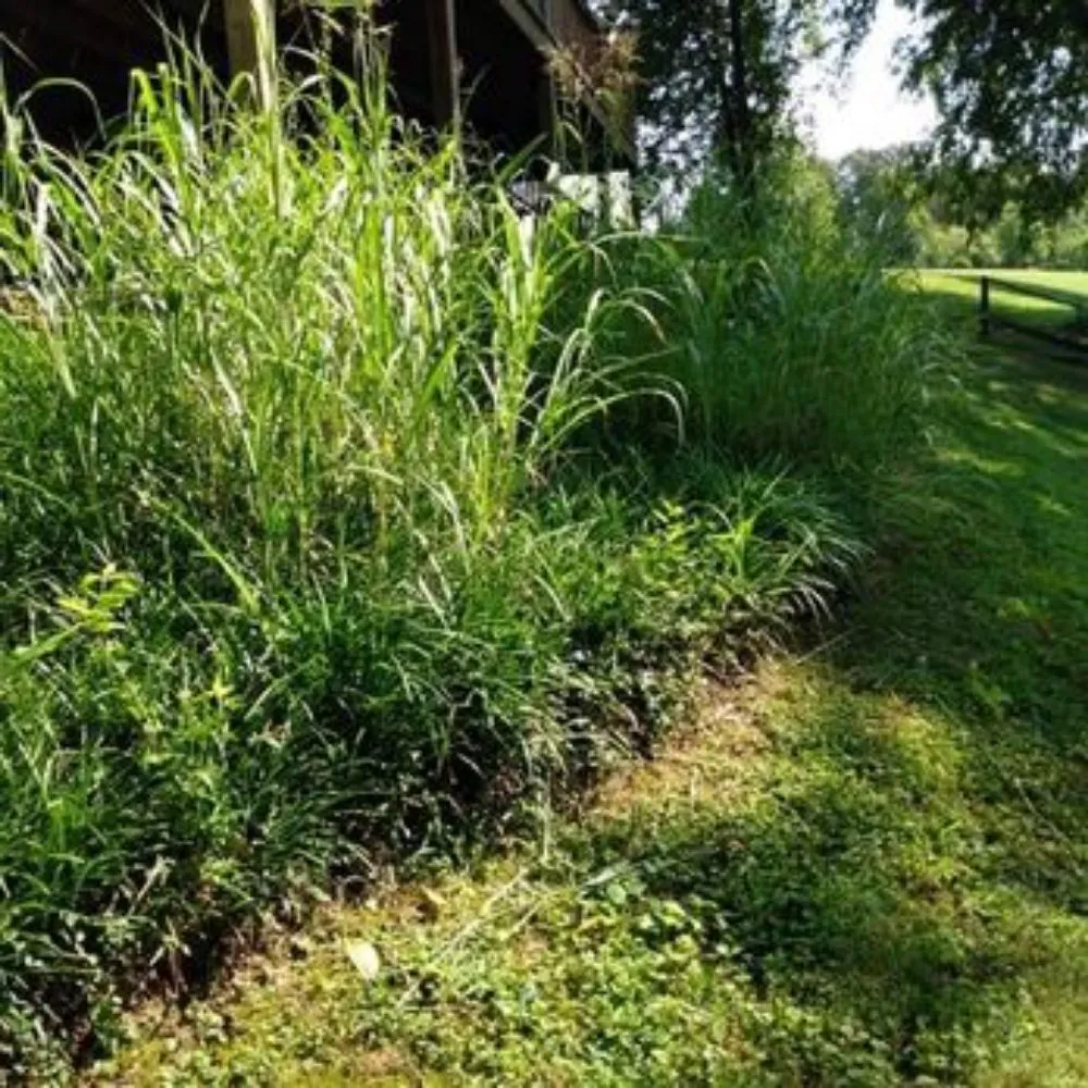 Affordable lawn care service for beautiful yards in Maryville, TN by Gribble Services