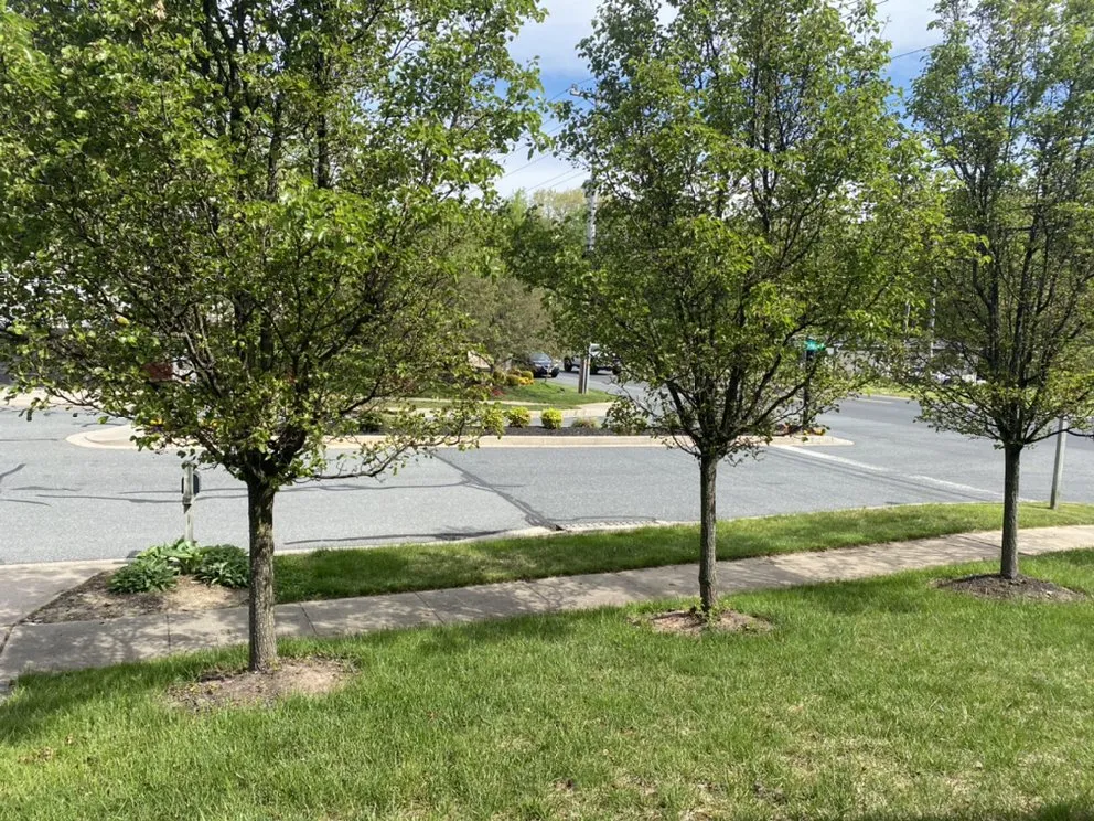 Custom landscaping services for homes in Forest Hill, MD by Griffin Grounds Landscaping and Cleanup