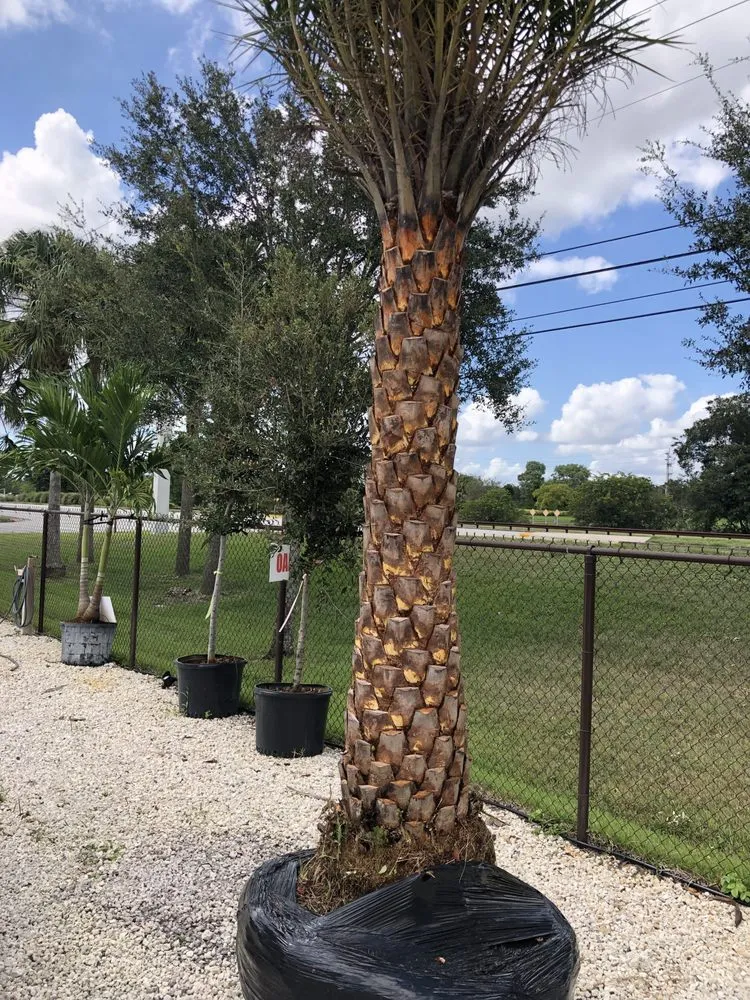 Expert outdoor landscaping for year-round maintenance in Southwest Ranches, FL by Griffin Road Nursery And Landscaping