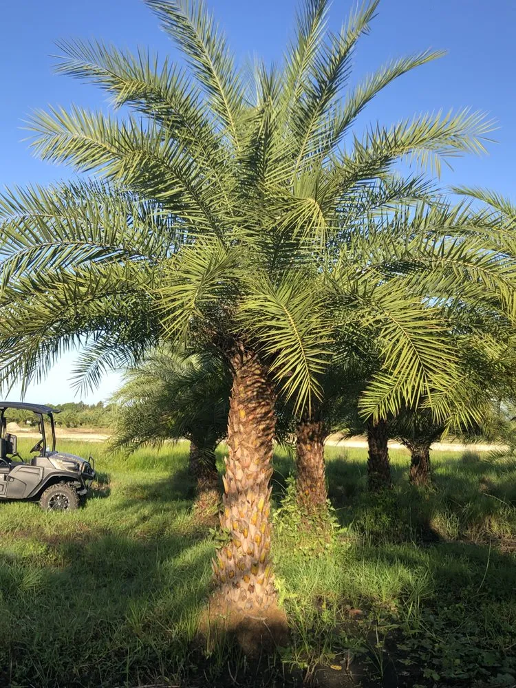 Trusted outdoor landscaping in Southwest Ranches, FL by Griffin Road Nursery And Landscaping