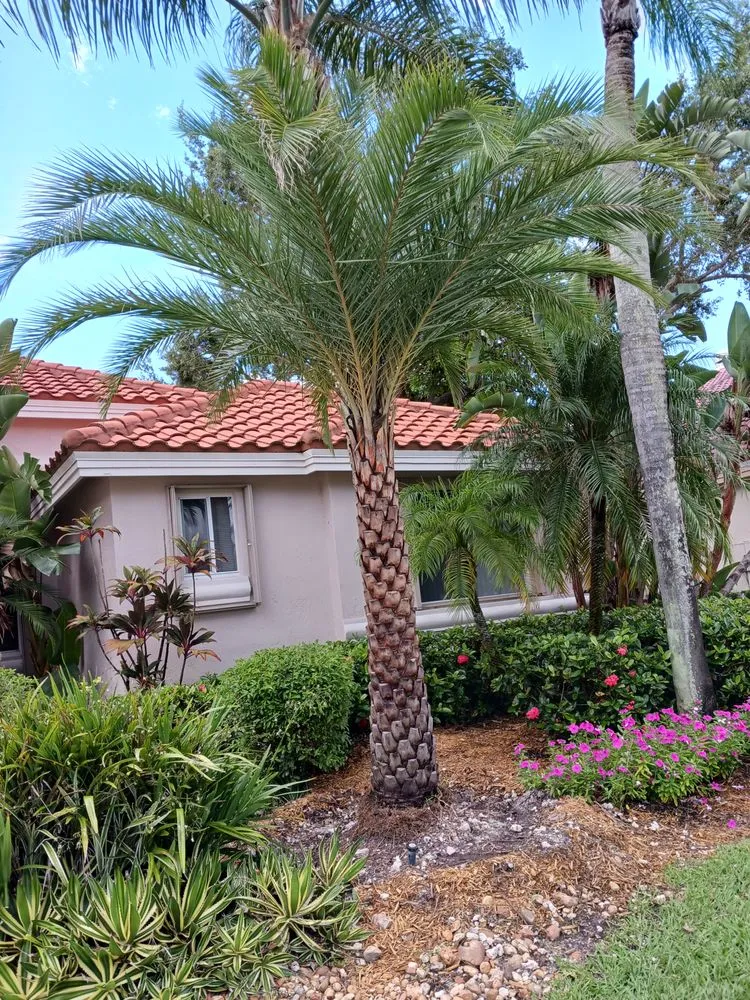 Top-rated outdoor landscaping for homes in Southwest Ranches, FL by Griffin Road Nursery And Landscaping