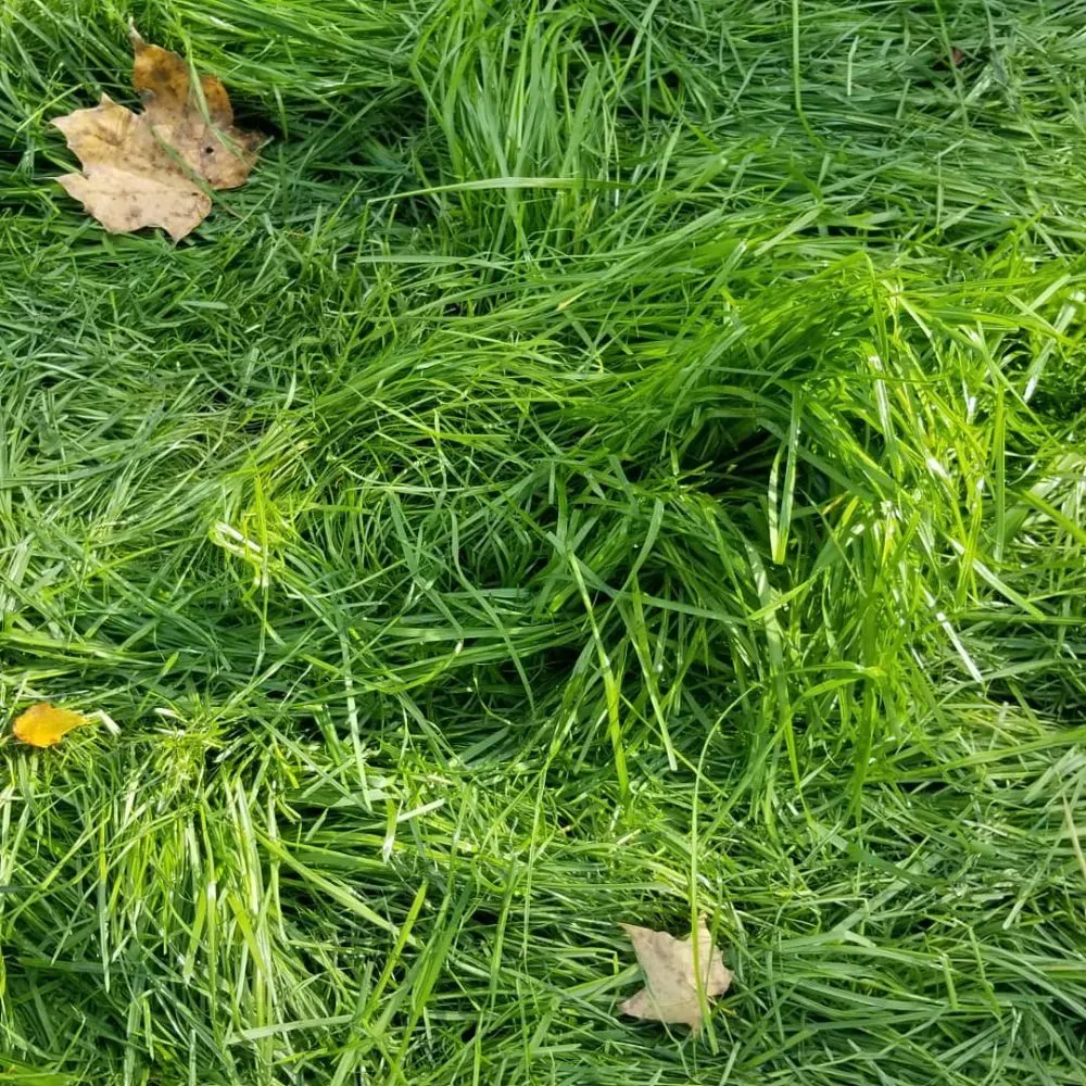 Trusted lawn care service for residential properties in Barrington, NH by Griffith Landscapes