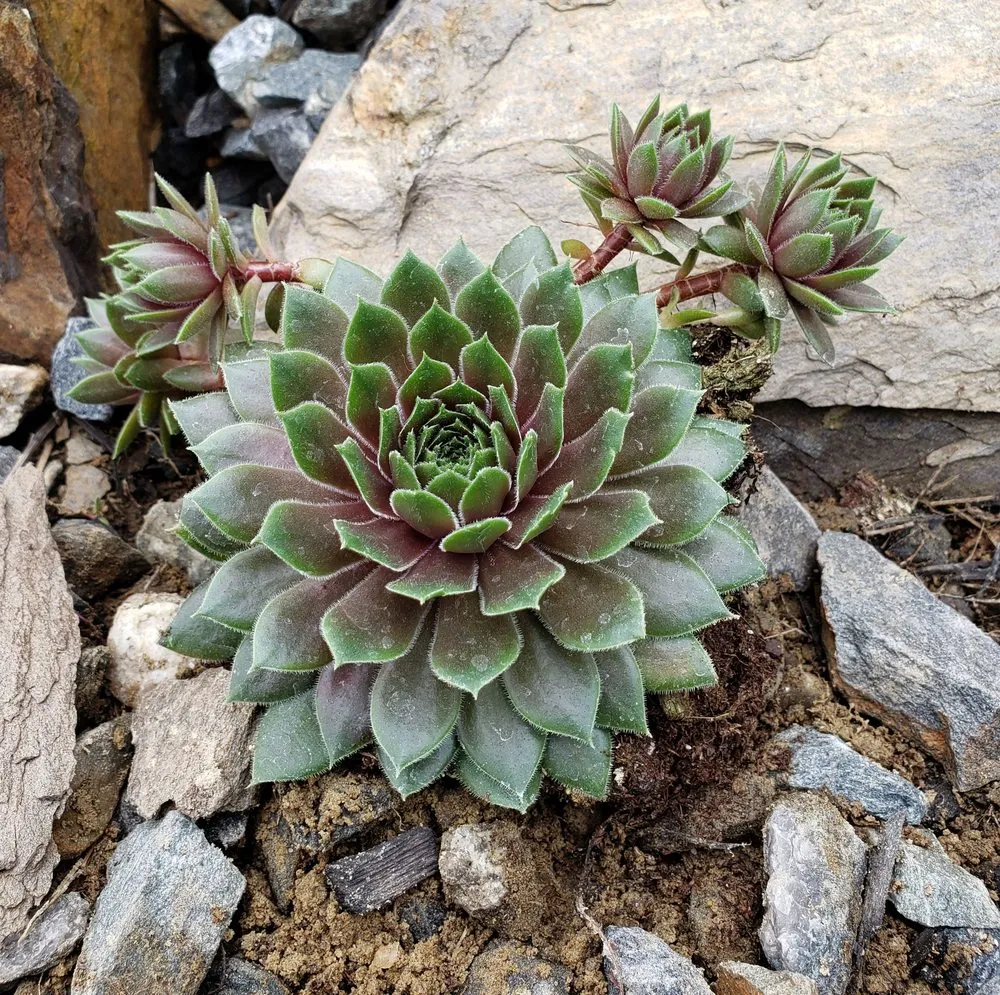 Reliable lawn care service experts serving Barrington, NH - Griffith Landscapes