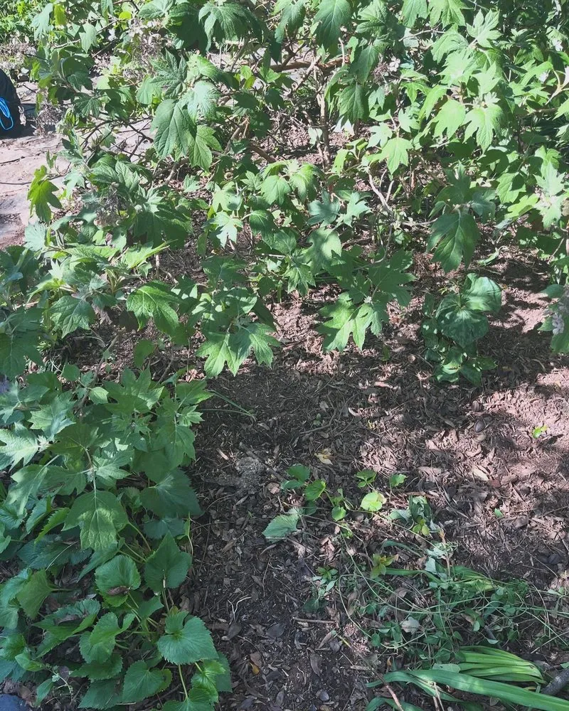 Reliable residential landscaping for homes in Danville, VA by Grimes Lawn Service