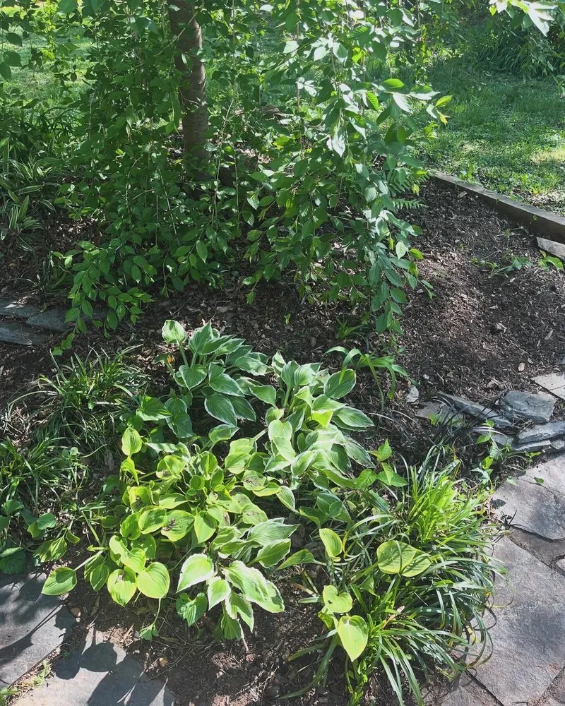 Expert yard cleanup service experts serving Danville, VA - Grimes Lawn Service