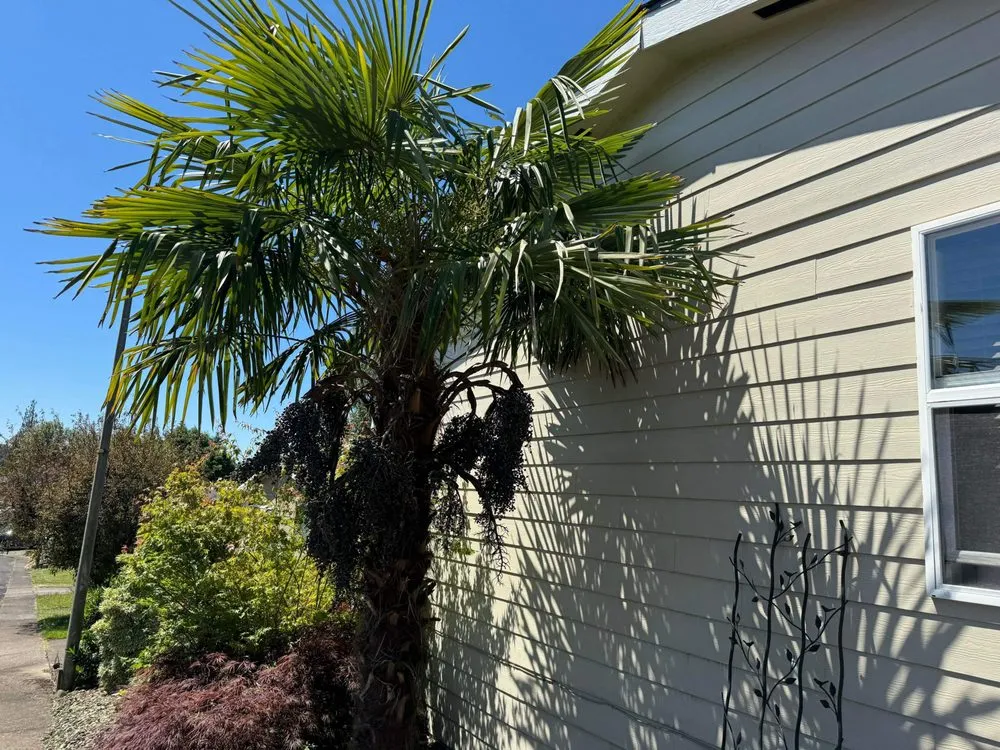 Custom yard maintenance in Castle Rock, WA by Grimm Yard & Home Repair