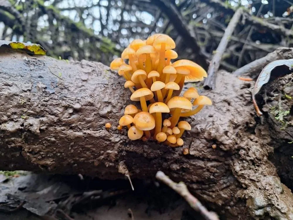 Reliable yard maintenance for residential properties across Brownsville, OR - Grims Landscaping and Tree company