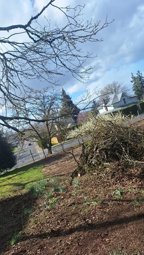 Affordable yard cleanup service near you in Brownsville, OR by Grims Landscaping and Tree company