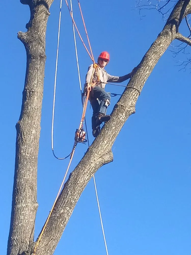 Expert yard maintenance in Gladwin, MI by Grinders Property Maintenance & Logistics