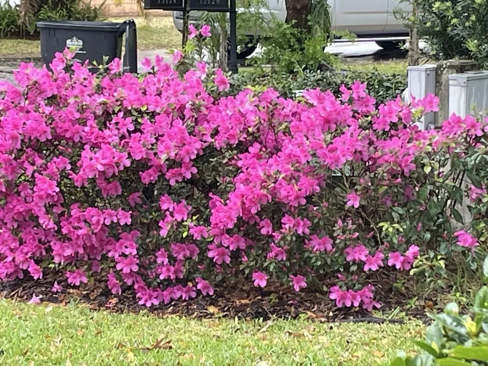 Local residential landscaping near you in Tampa, FL by Grizzly Green Lawn & Shrub Care