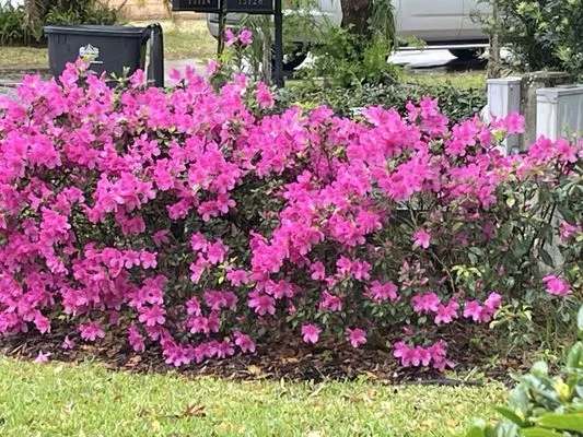 Grizzly Green Lawn & Shrub Care Logo