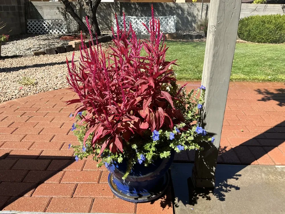 Professional residential landscaping in Albuquerque, NM - Grizzly Homes