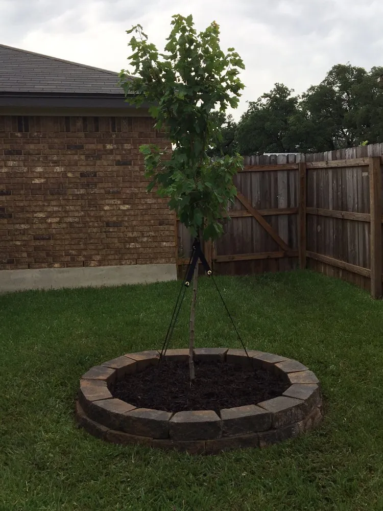 Trusted yard cleanup service in Nolanville, TX by Grizzly Lawn & Home