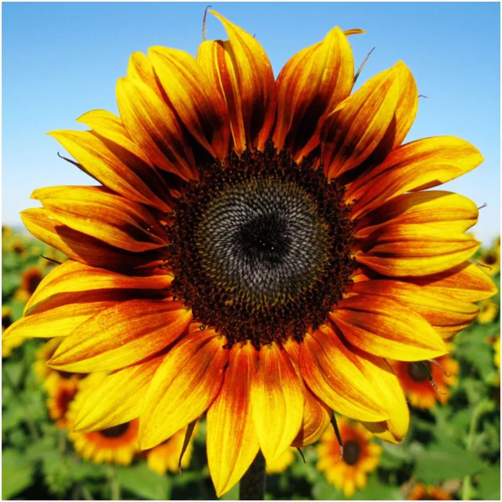 Trusted landscape design experts serving Cosby, TN - Grizzly Lawn Care