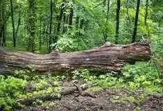 Professional garden landscaping in Cosby, TN by Grizzly Lawn Care