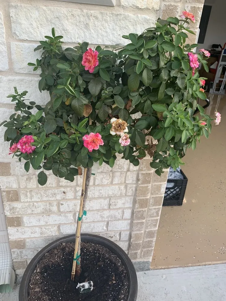 Affordable yard maintenance in Nolanville, TX - Grizzly's Hidden Falls Nursery & Landscaping