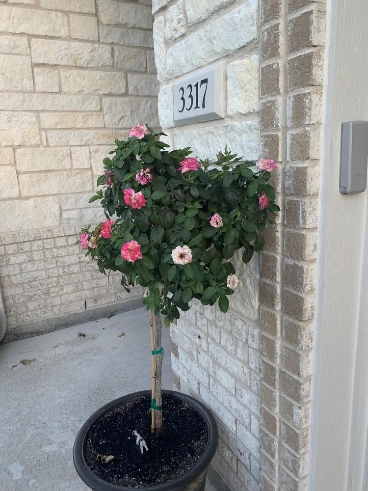 Trusted lawn mowing service for homes across Nolanville, TX - Grizzly's Hidden Falls Nursery & Landscaping