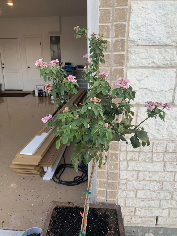 Expert yard cleanup service for residential properties across Nolanville, TX - Grizzly's Hidden Falls Nursery & Landscaping