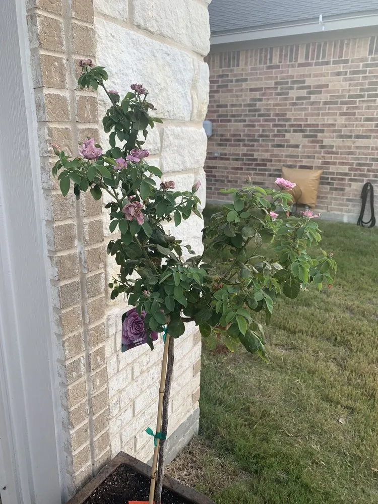 Custom yard maintenance near you in Nolanville, TX by Grizzly's Hidden Falls Nursery & Landscaping