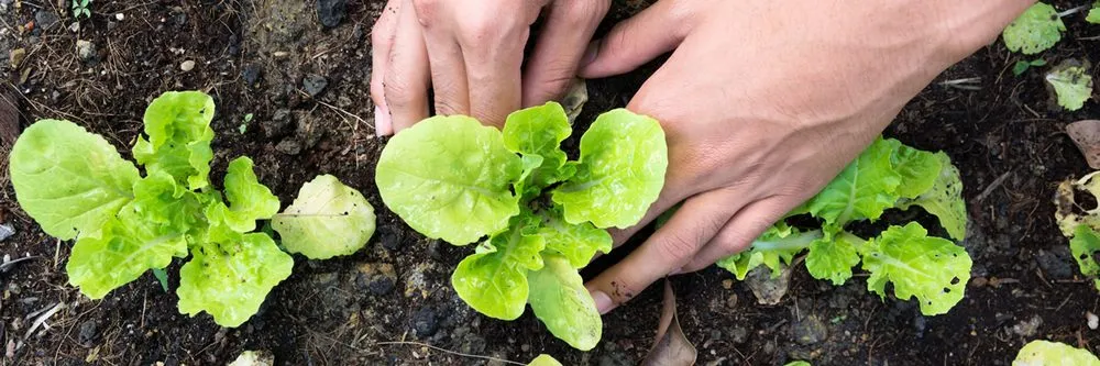 Expert lawn mowing service for outdoor upgrades across Nolanville, TX - Grizzly's Hidden Falls Nursery & Landscaping
