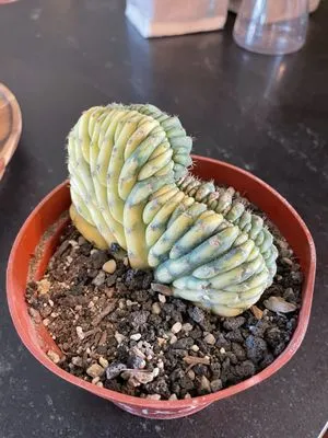 Grizzly's Hidden Falls Nursery & Landscaping