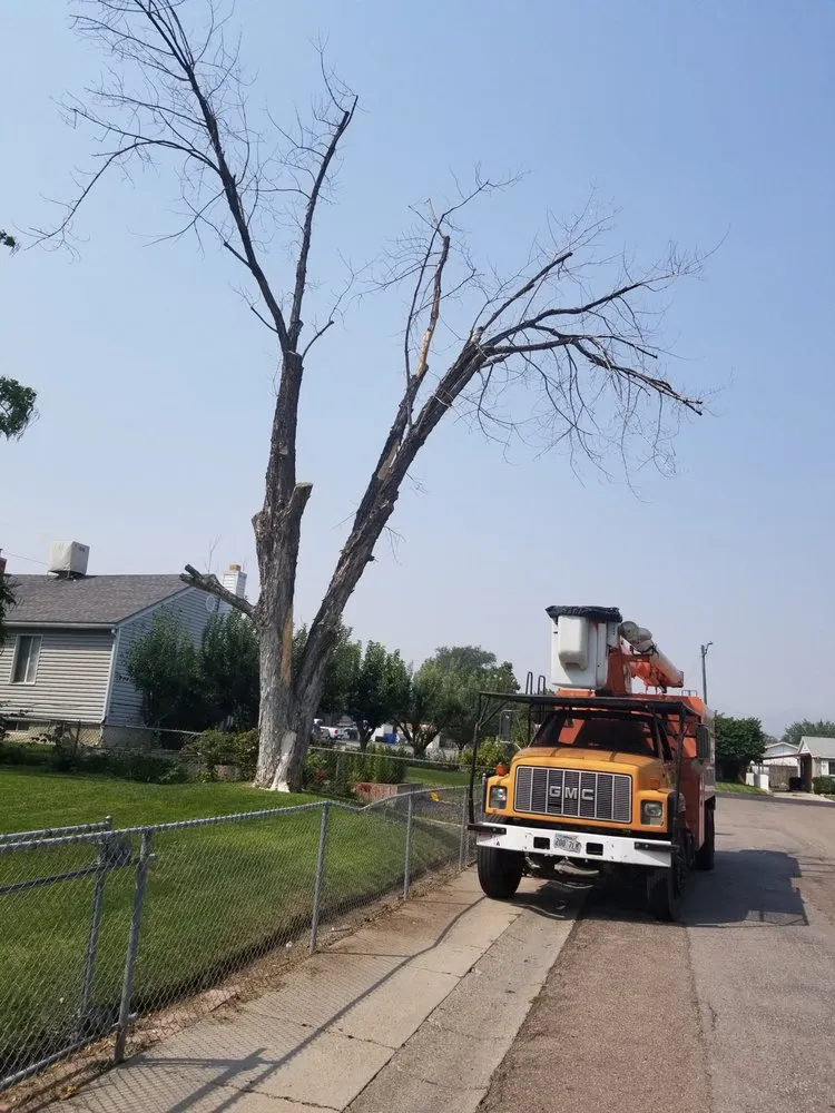 Expert yard maintenance experts serving Salt Lake City, UT - Grizzly's Tree Service & Landscaping