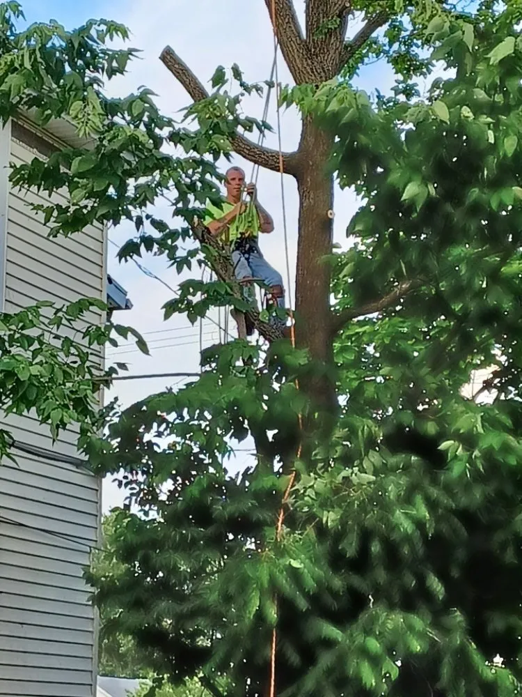 Top-rated yard maintenance for residential properties in Springfield, OH by Grizzly's Tree Specialist's