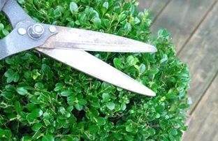 Local yard cleanup service experts serving Bradenton, FL - GRO Green Lawn & Landscape Maintenance