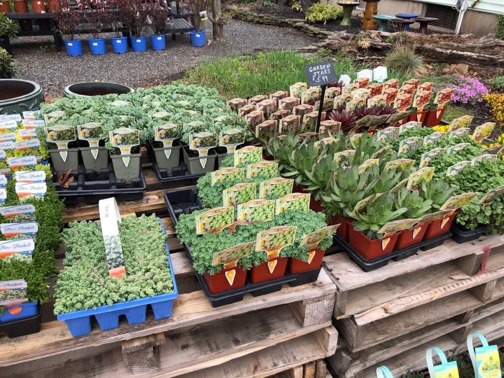 Trusted yard cleanup service for beautiful yards in Pitman, NJ by Groff's Nursery