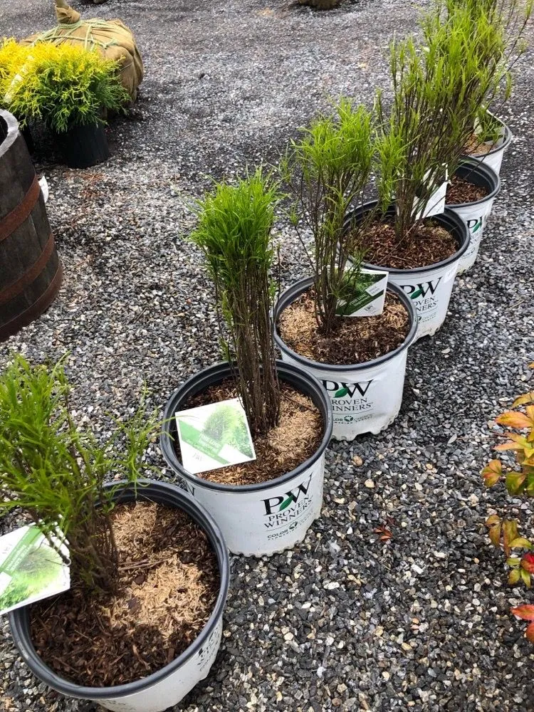 Custom yard cleanup service near you across Pitman, NJ - Groff's Nursery