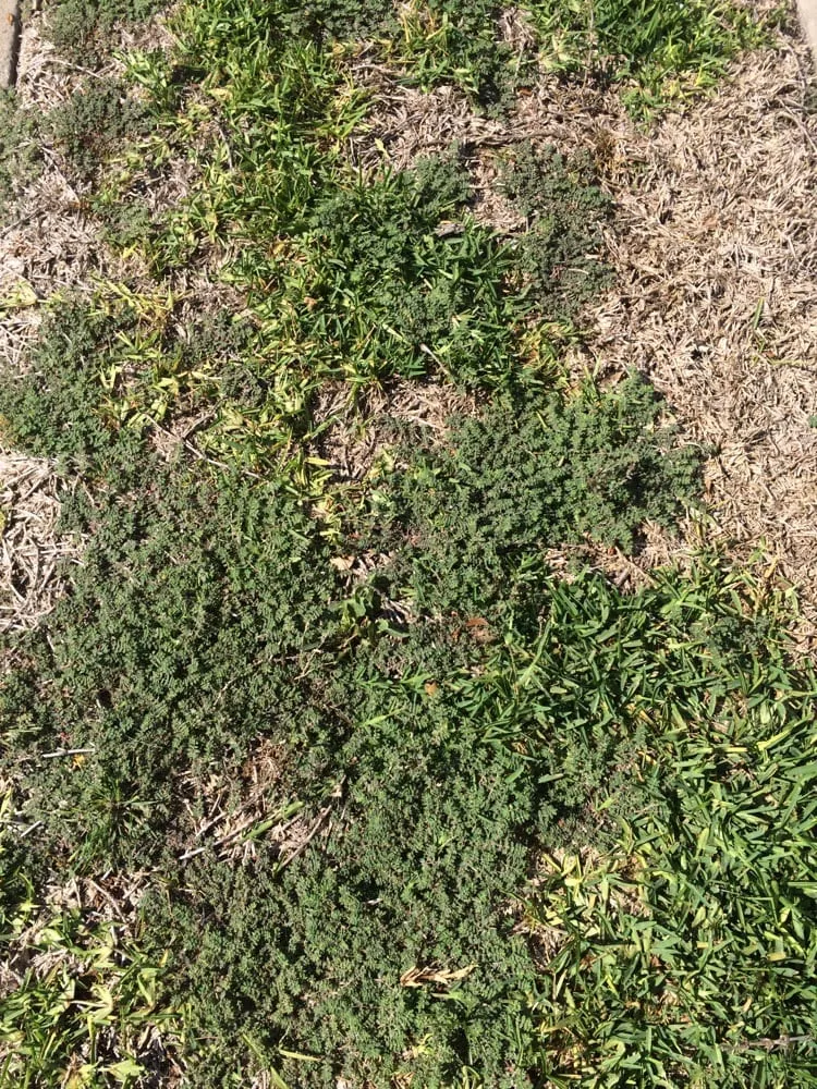 Top-rated landscape installation in Plano, TX by GroGreen