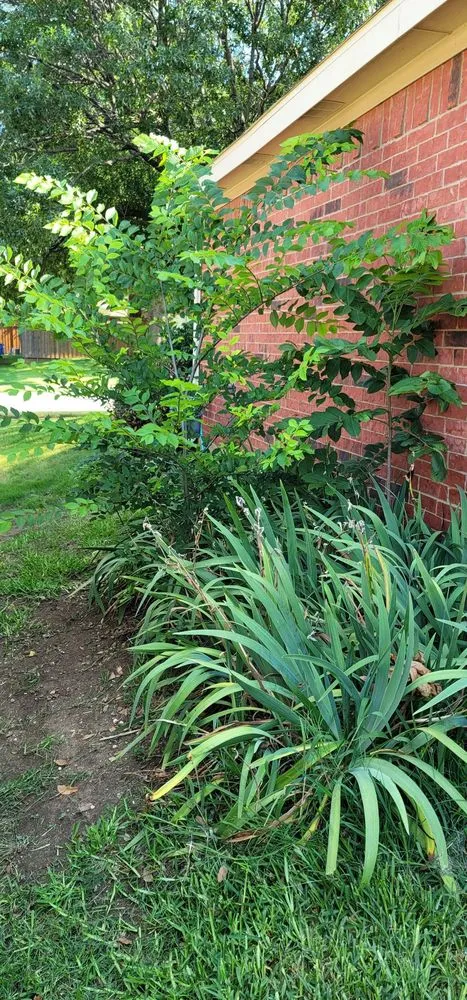 Expert outdoor landscaping with custom design in Plano, TX by GroGreen