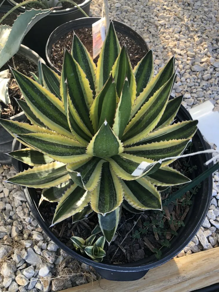 Expert yard cleanup service with custom design across Devine, TX - GroMore Gardens