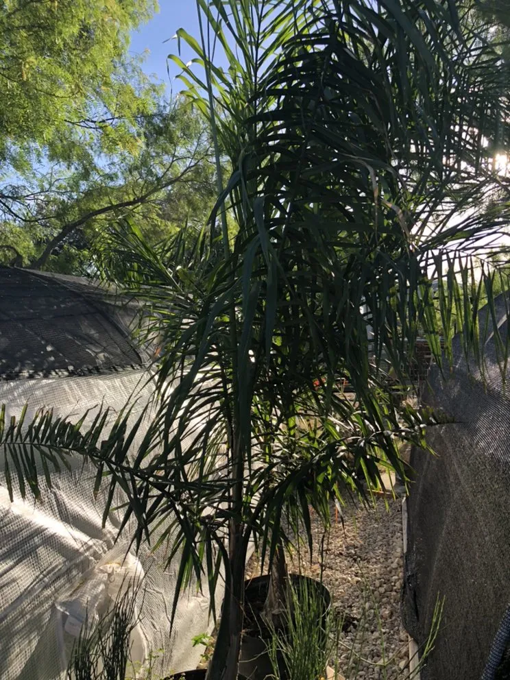 Expert residential landscaping experts serving Devine, TX - GroMore Gardens