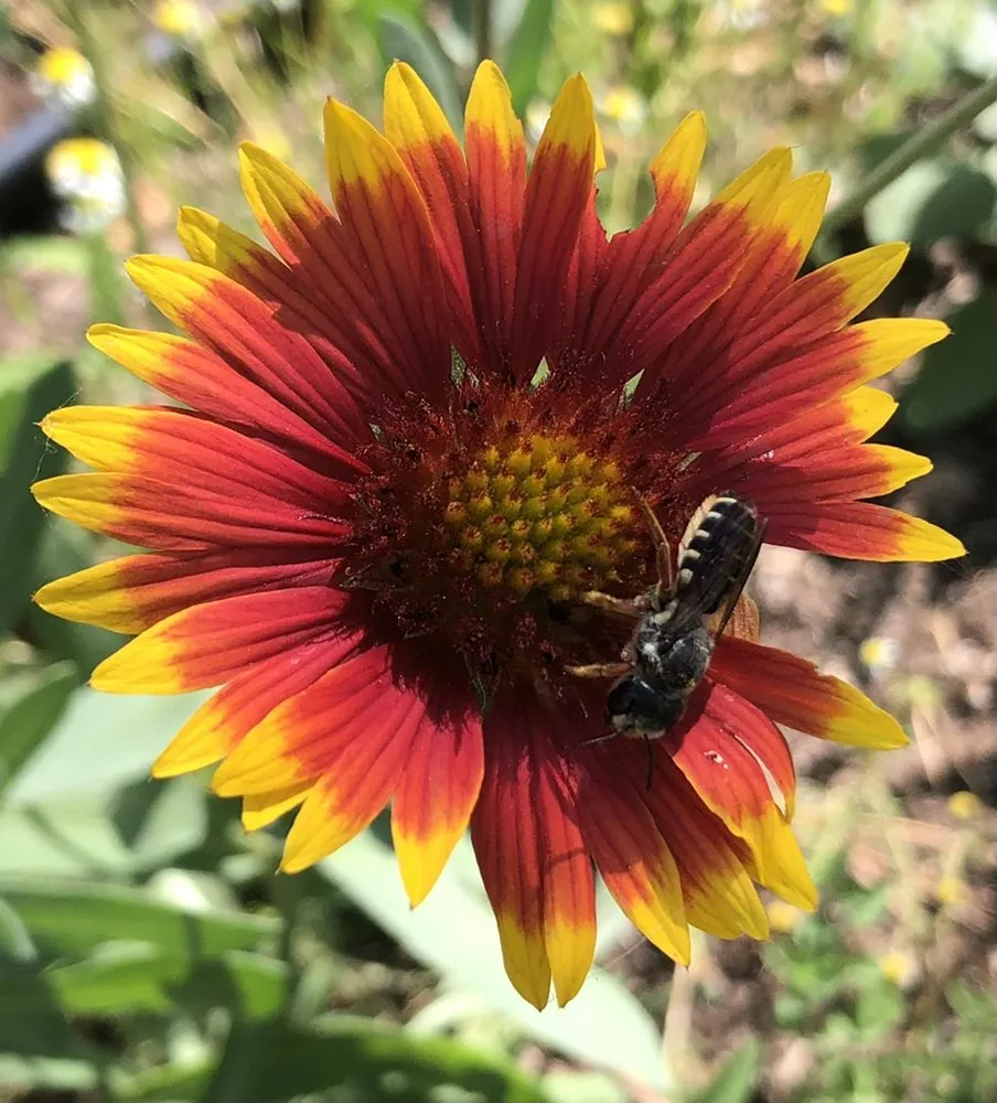 Affordable yard cleanup service for beautiful yards in Devine, TX by GroMore Gardens