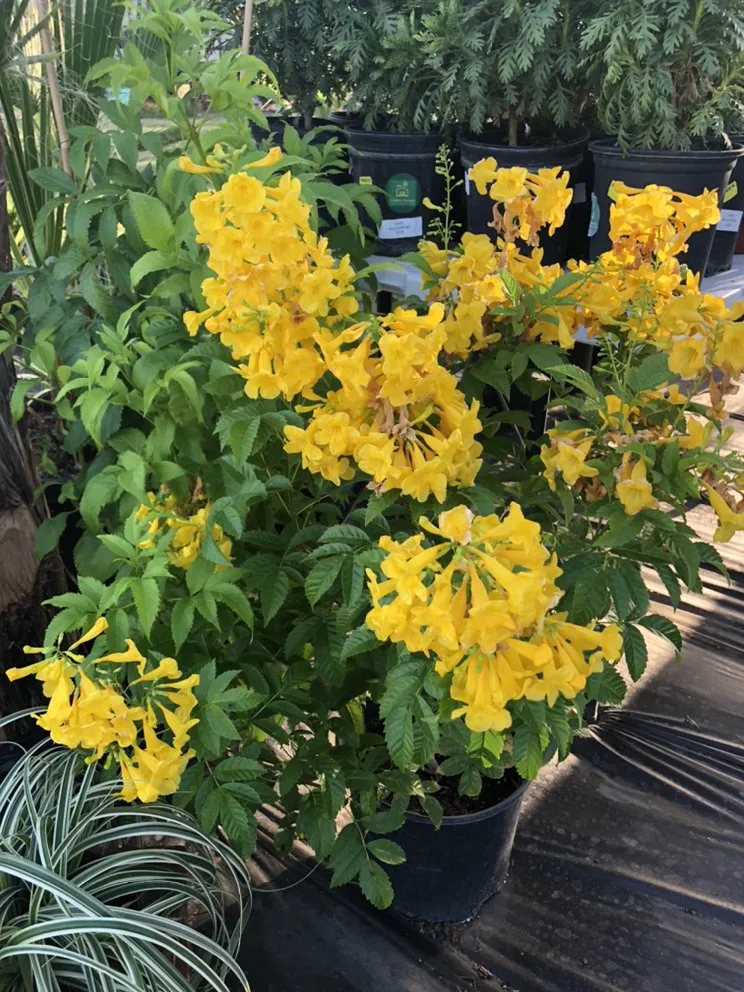 Affordable residential landscaping in Devine, TX by GroMore Gardens