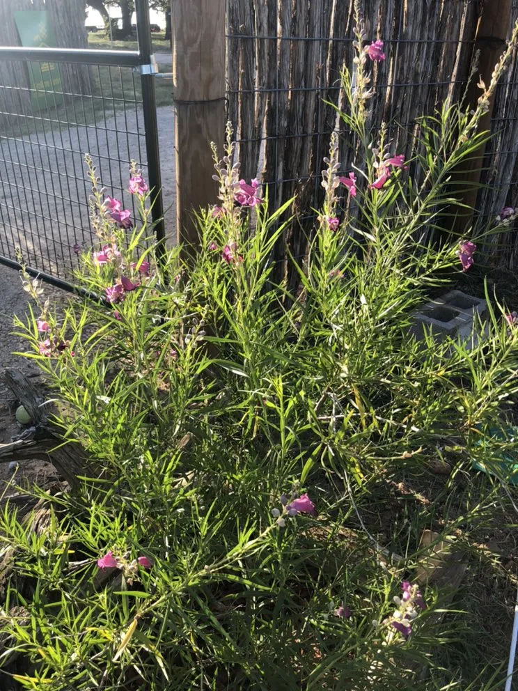 Top-rated outdoor landscaping in Devine, TX by GroMore Gardens