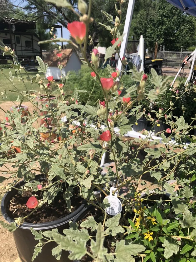 Reliable garden landscaping with custom design across Devine, TX - GroMore Gardens