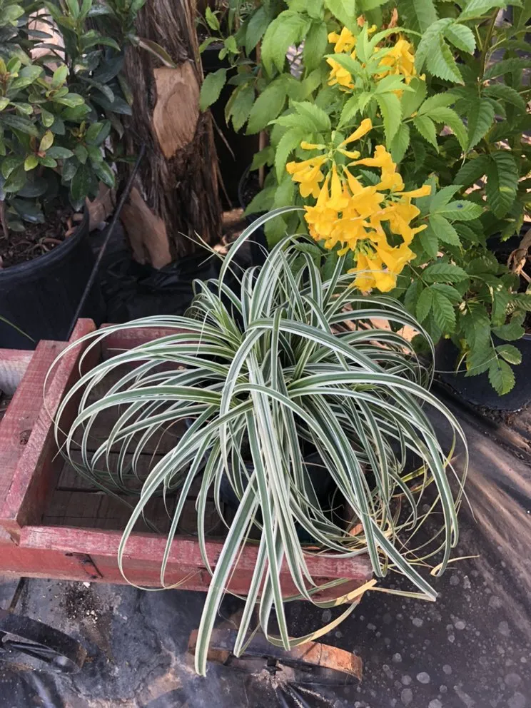 Reliable residential landscaping experts serving Devine, TX - GroMore Gardens