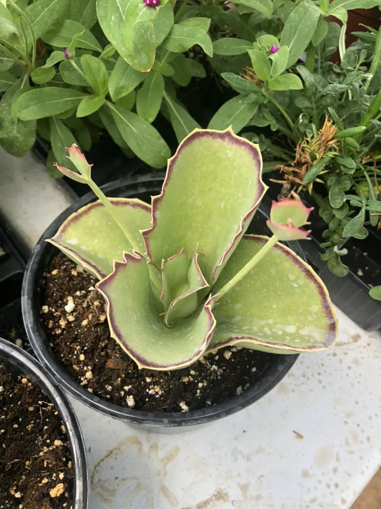 Custom landscape installation in Devine, TX - GroMore Gardens