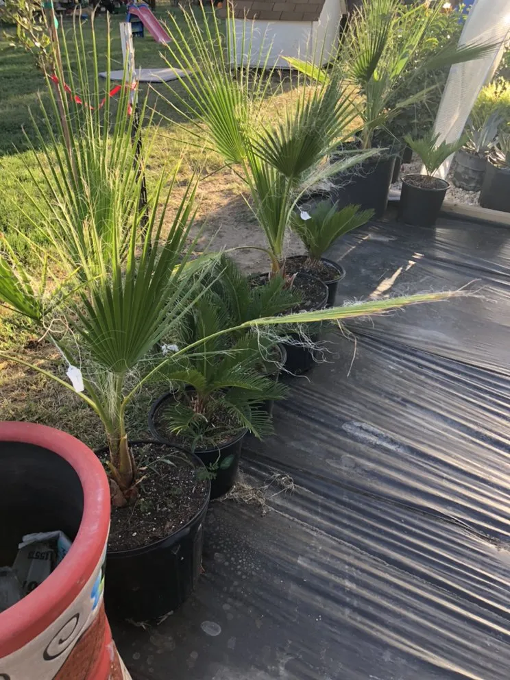 Top-rated residential landscaping near you across Devine, TX - GroMore Gardens