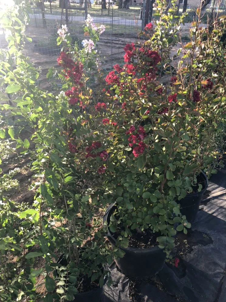 Local landscape design for homes across Devine, TX - GroMore Gardens