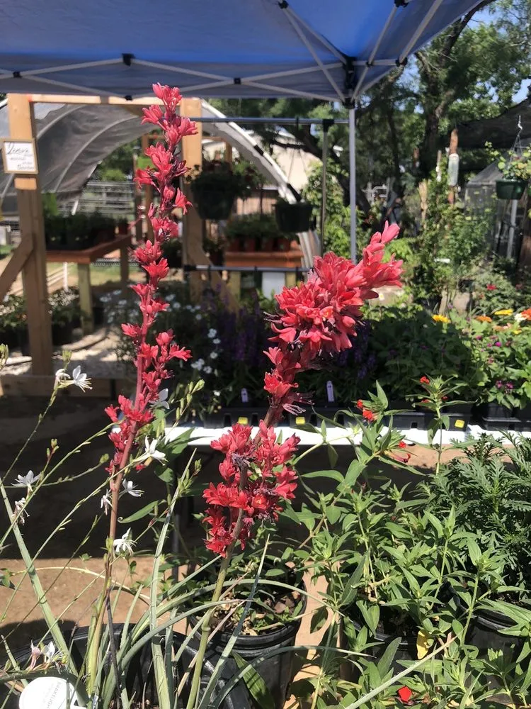 Custom outdoor landscaping experts serving Devine, TX - GroMore Gardens