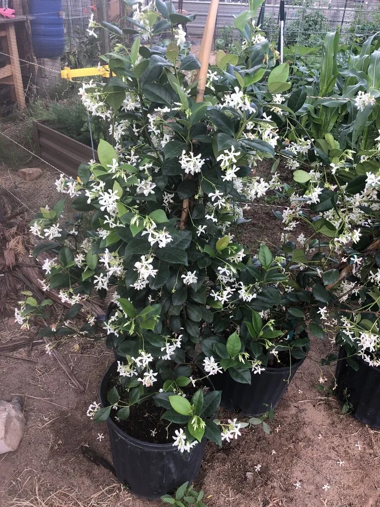 Local landscaping services in Devine, TX by GroMore Gardens