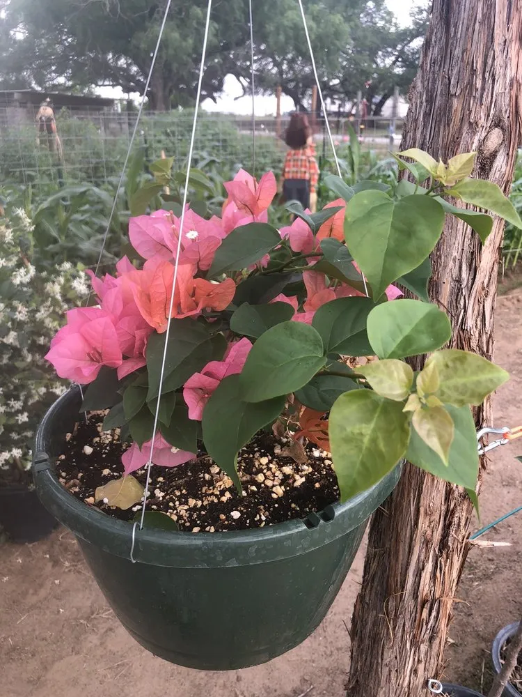 Professional yard cleanup service in Devine, TX by GroMore Gardens