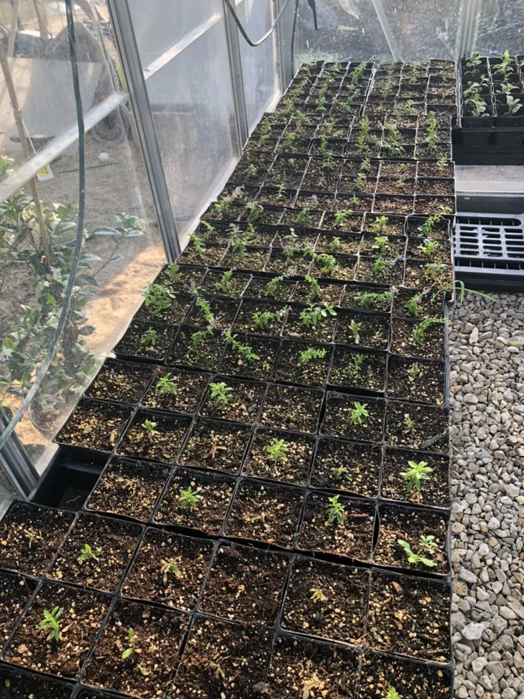 Top-rated landscaping services in Devine, TX by GroMore Gardens