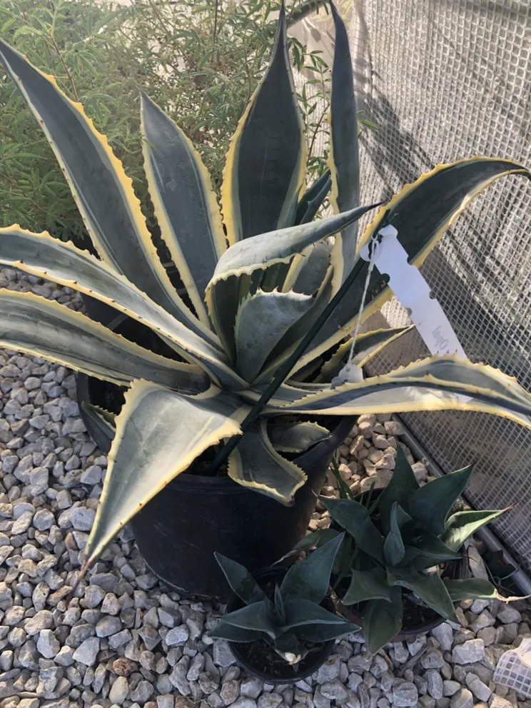 Reliable lawn mowing service experts serving Devine, TX - GroMore Gardens